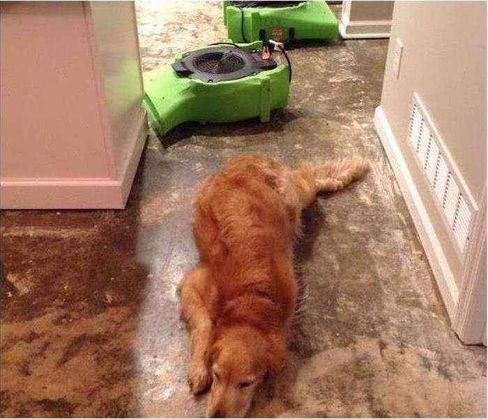 Dog laying on the floor with equipment